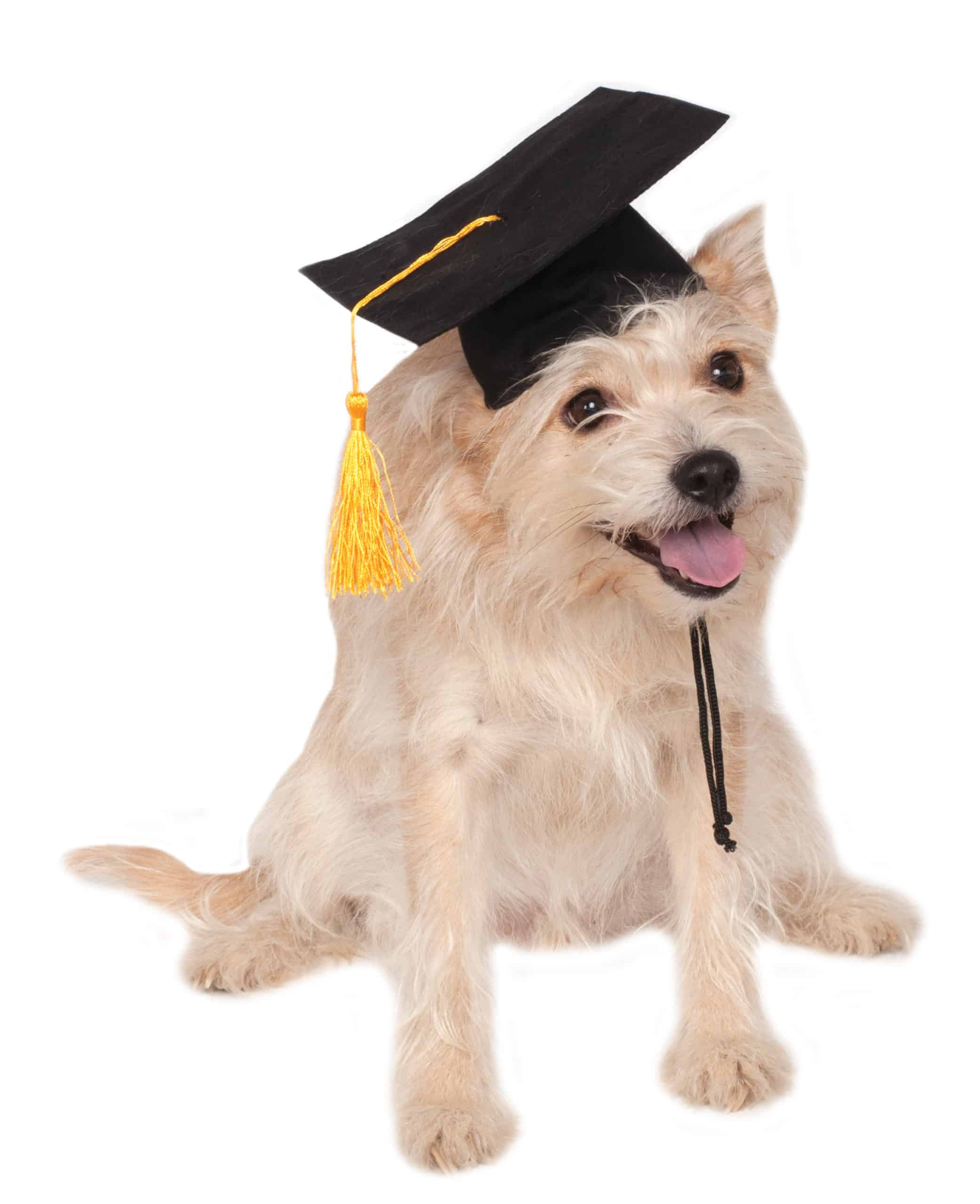 Black Graduation Hat Costume Pet