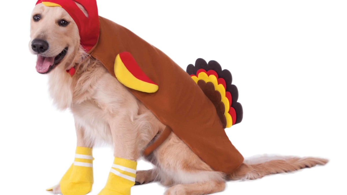 thanksgiving outfits for cats