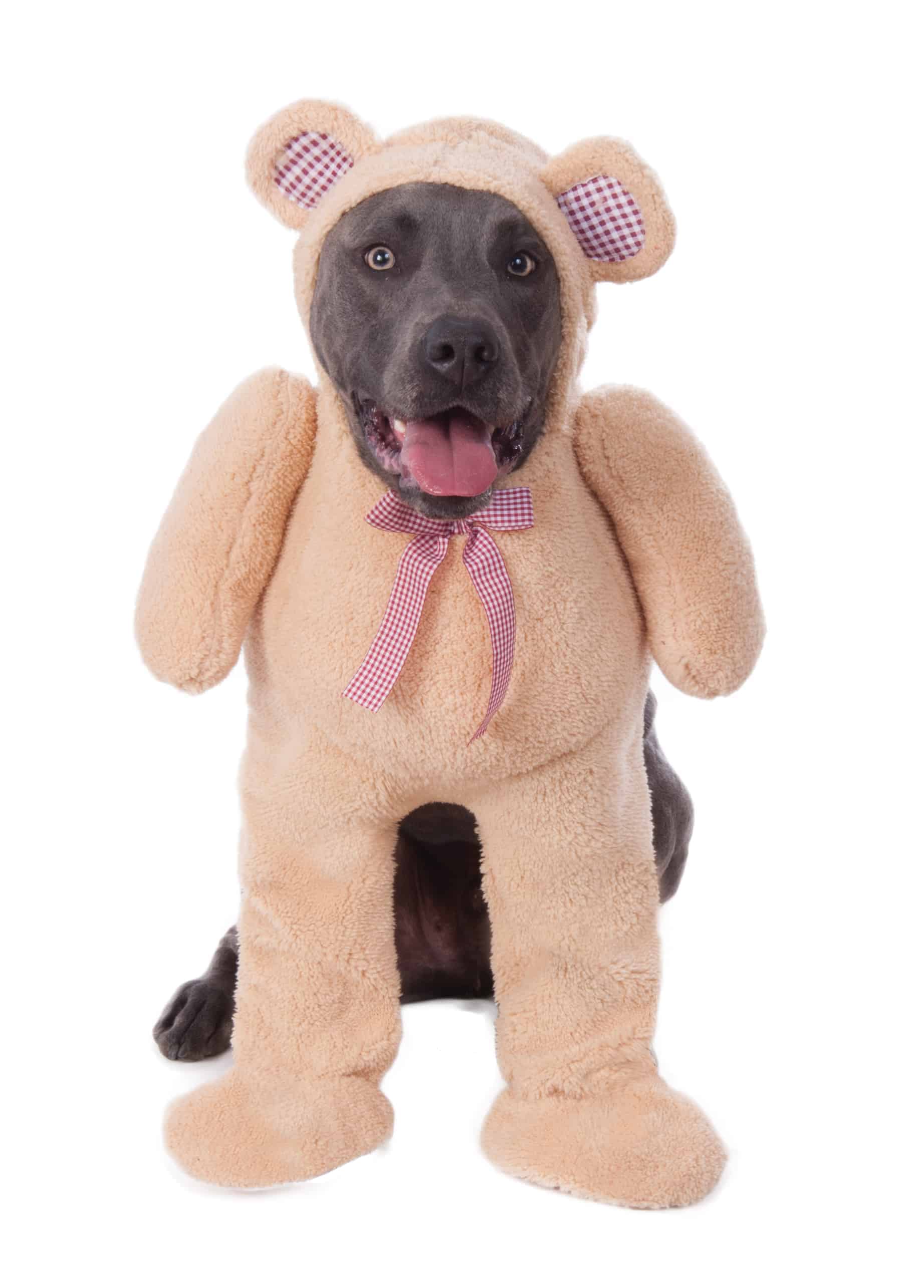 dog teddy bear