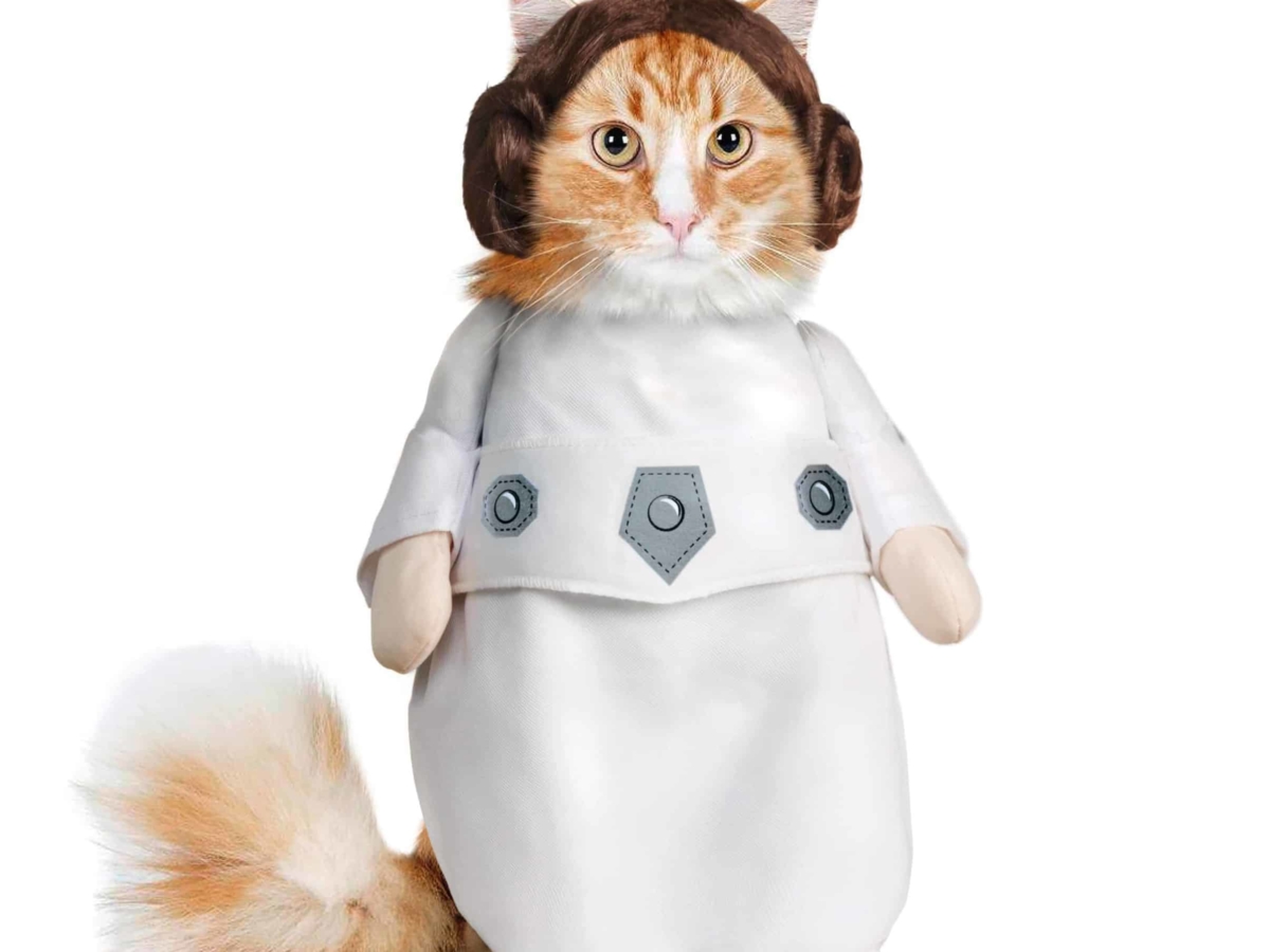 Kittens in outfits Clearance