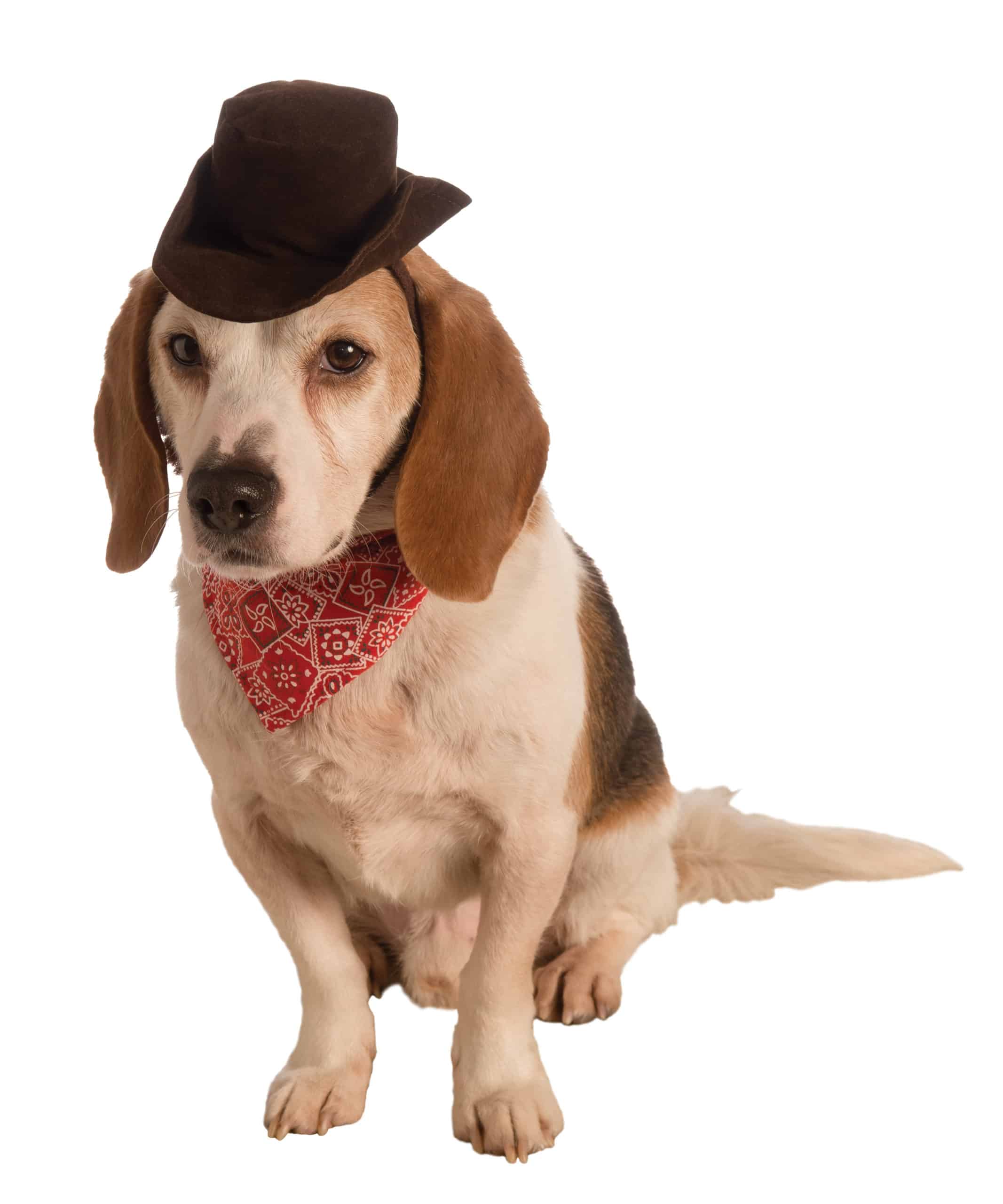 Boodschapper wijk vaccinatie Cowboy Set Dog & Cat Costume - Pet Costume Center