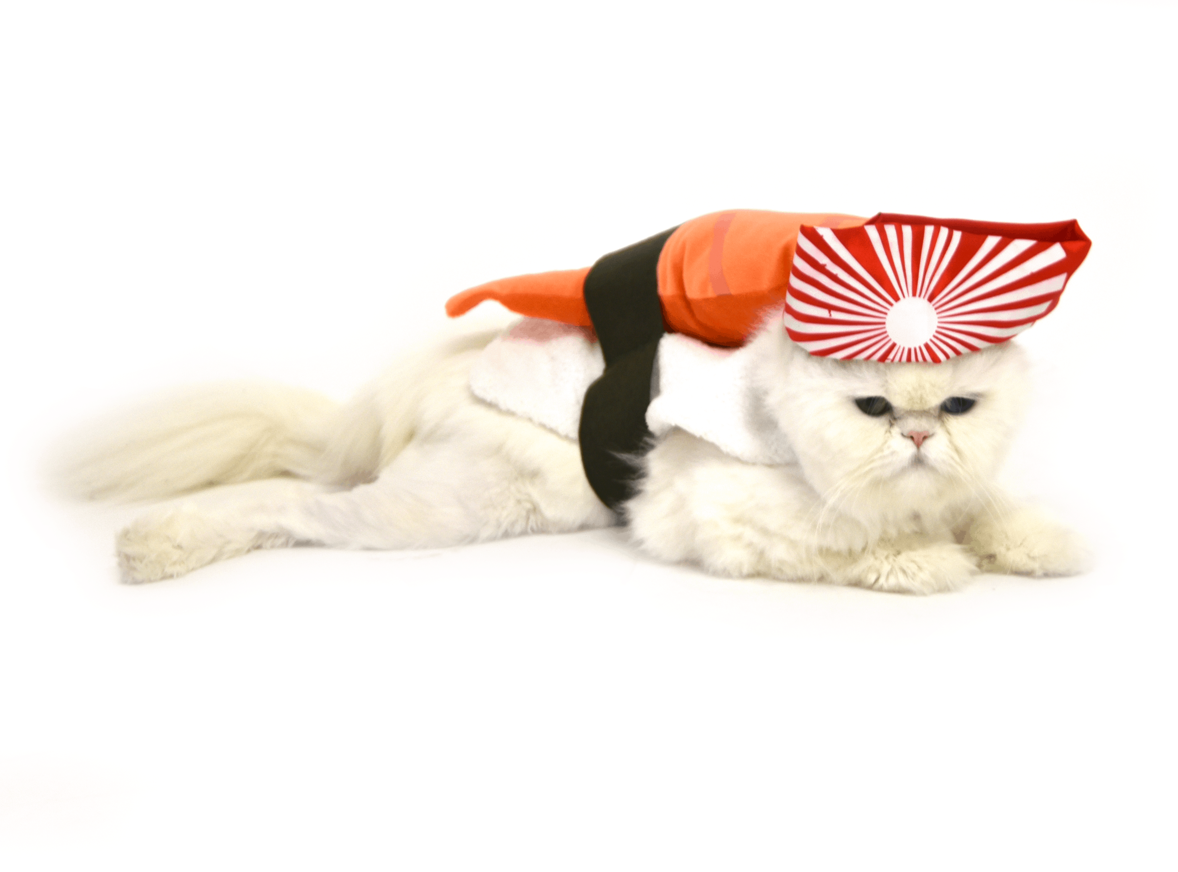eternal consensus Economy Sushi Cat Costume - Pet Costume Center