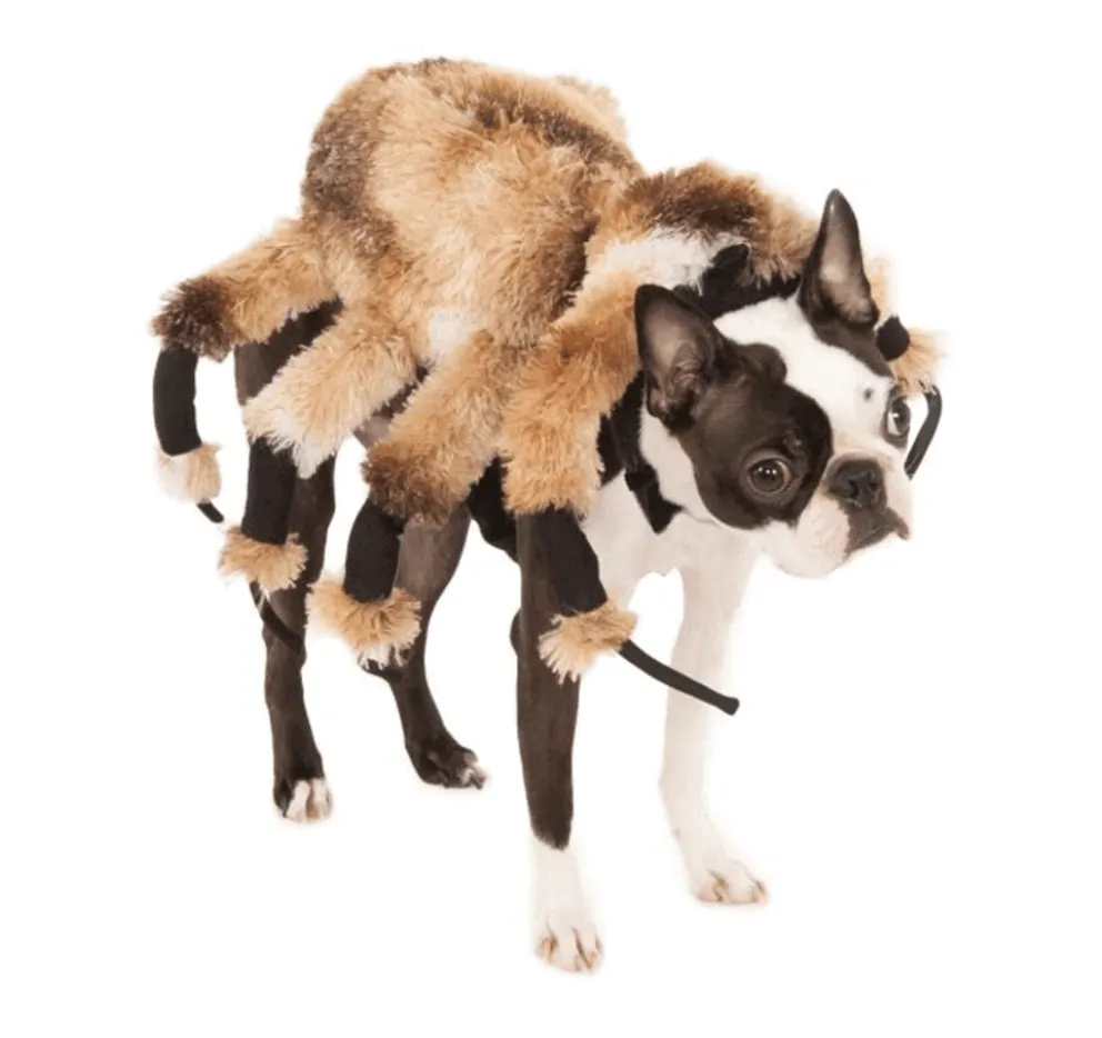 Mutant spider fashion dog