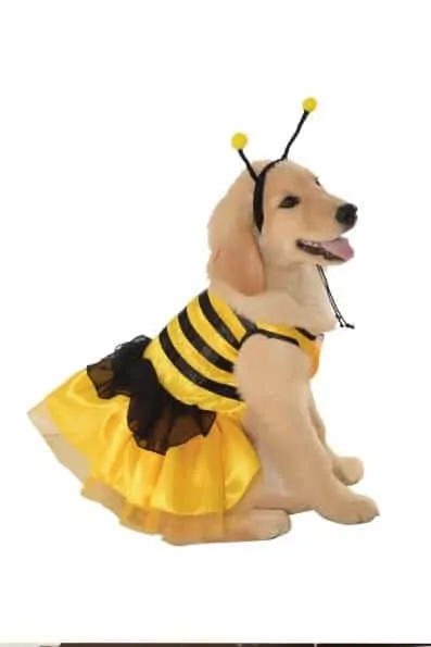 Dog bee outfit best sale