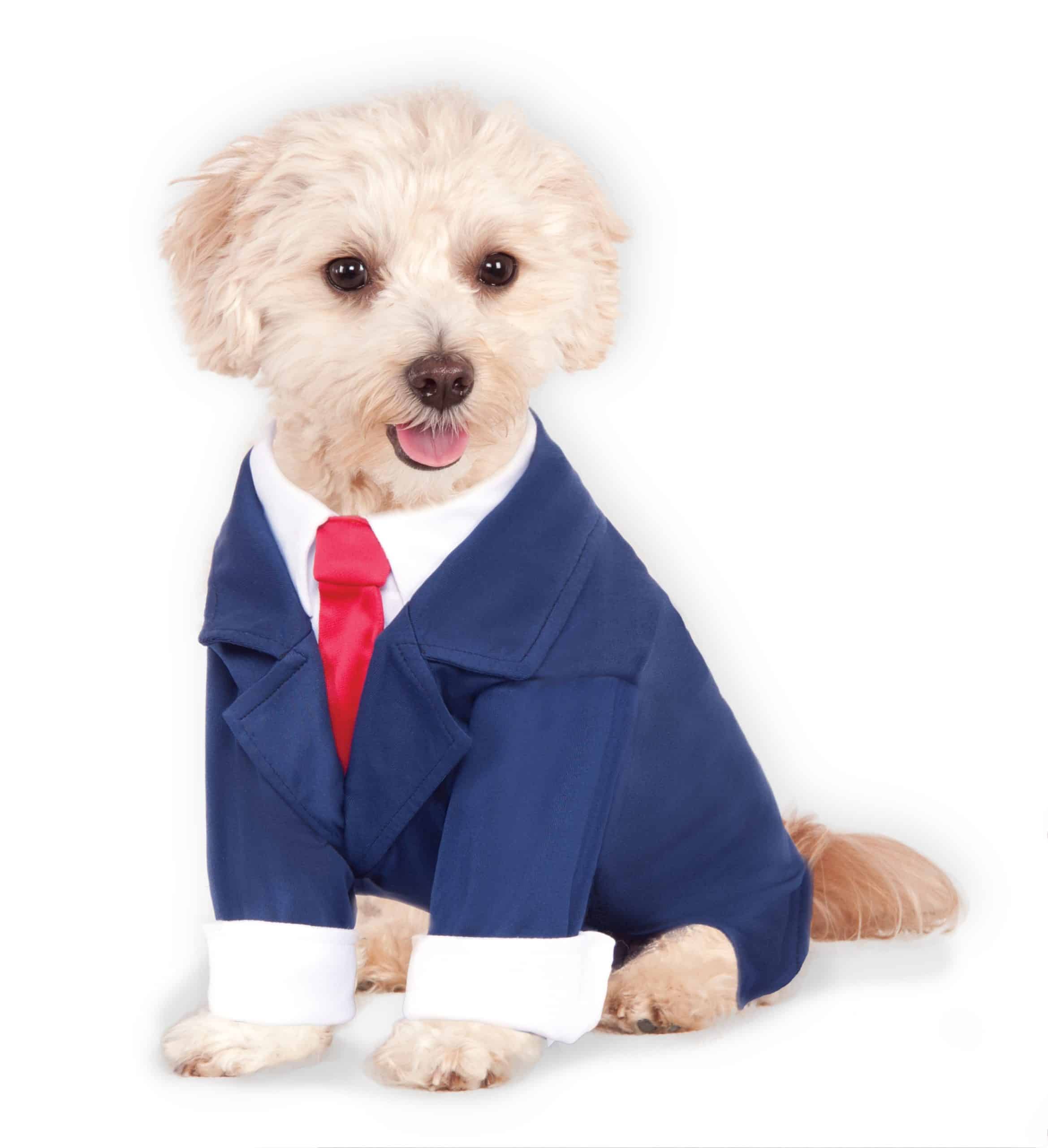 Dog Wearing Suit