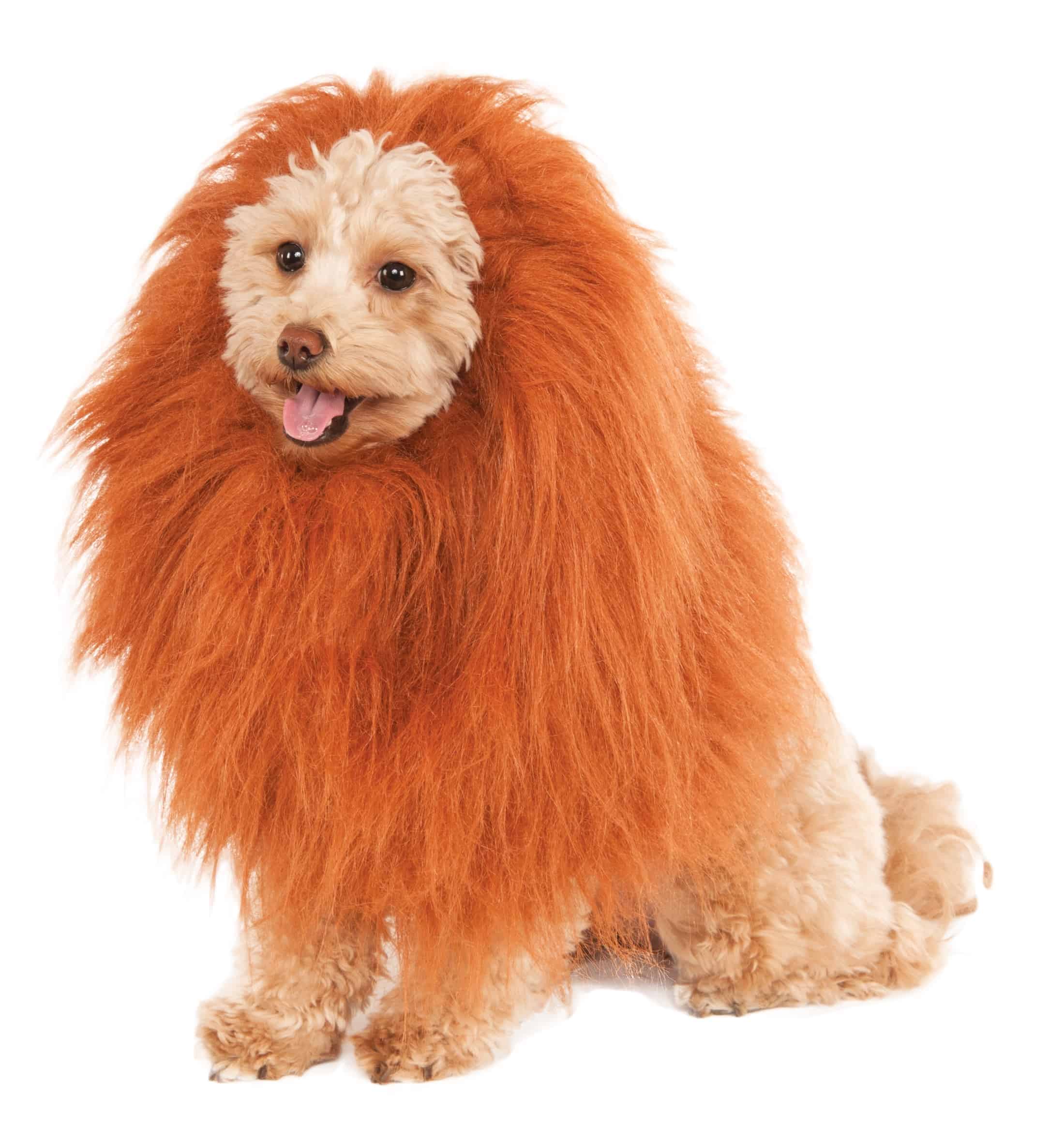 GTHUNDER Dog Lion Mane,Pet Dog Lion Mane Costume,Adjustable Lion Mane for Dog Funny Halloween Lion Costume with Ear Dog Wig for Medium or Large Sized Dogs 