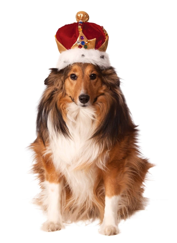 kingdom two crowns wiki dog