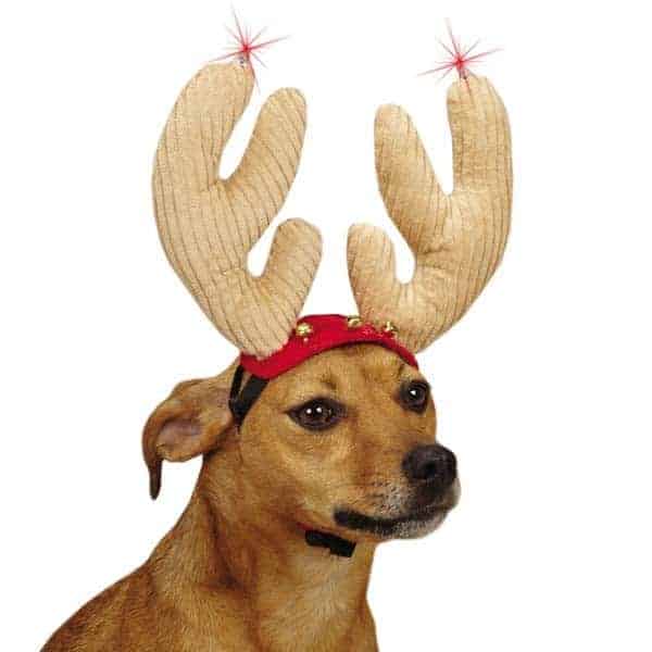 puppy reindeer antlers
