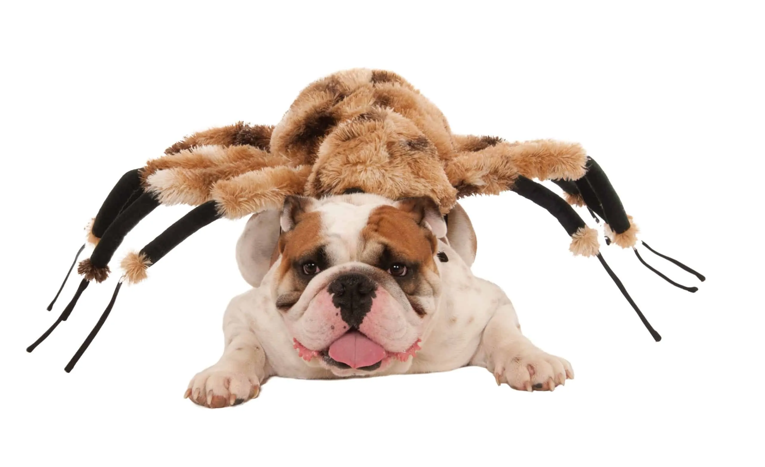 Dog dressed in spider costume best sale