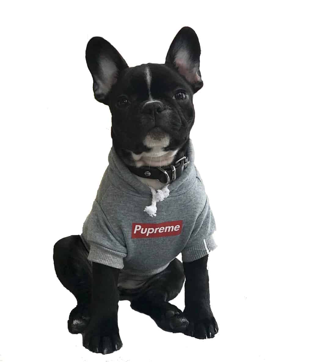pupreme hoodie dog