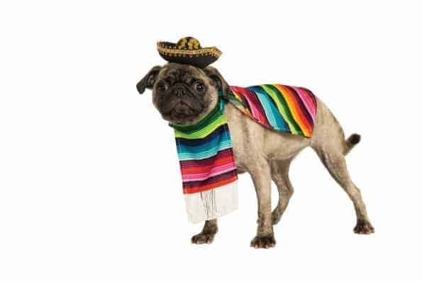 https://petcostumecenter.com/wp-content/uploads/2020/05/mexican-serape-costume.jpg