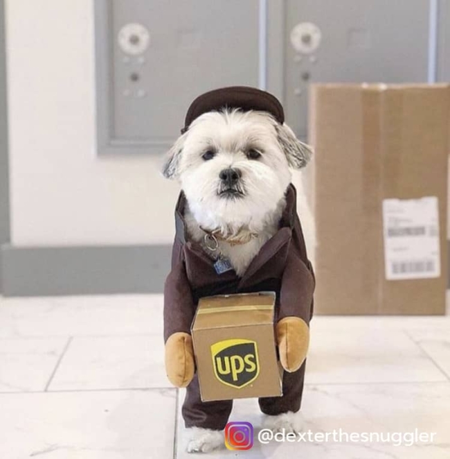 UPS Driver Dog Costume - Pet Costume Center