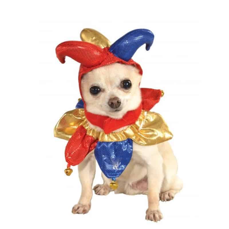 mardi gras dog costume ideas