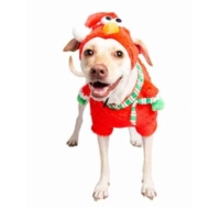Santa Elmo Dog & Cat Costume