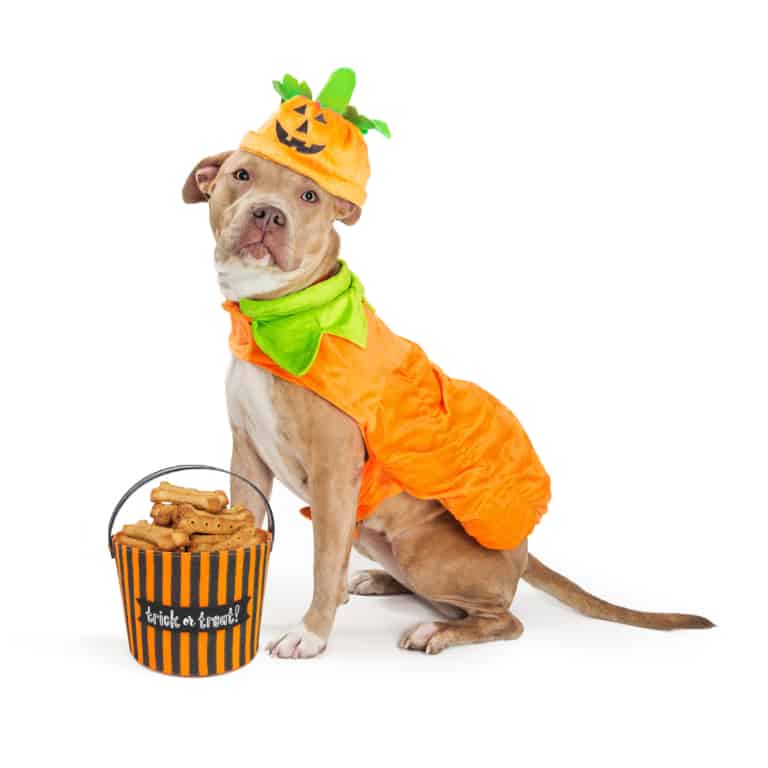 How to Measure Your Dog for Clothes and Costumes