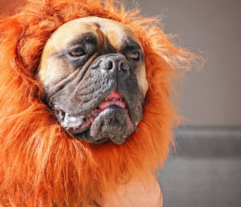 Pet costumes outlet for large dogs