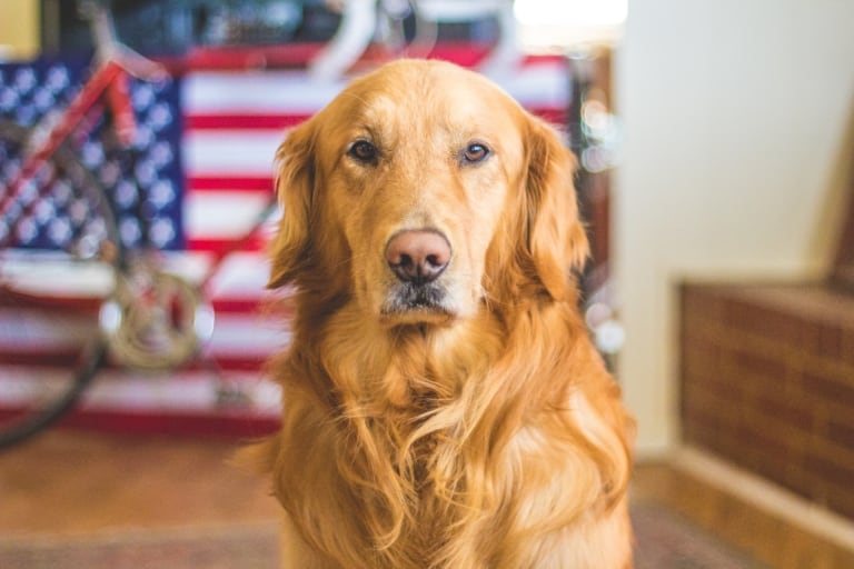 Dog With United States Flag