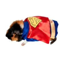 Superman Guinea Pig Pet Costume