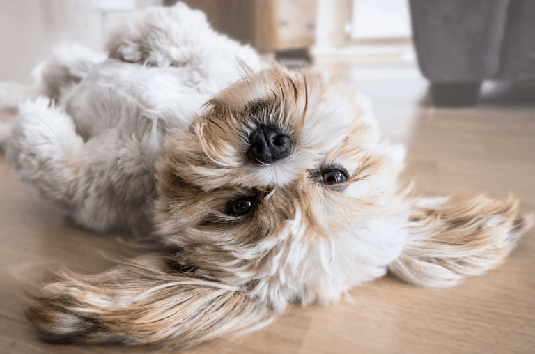 Dog laying on floor