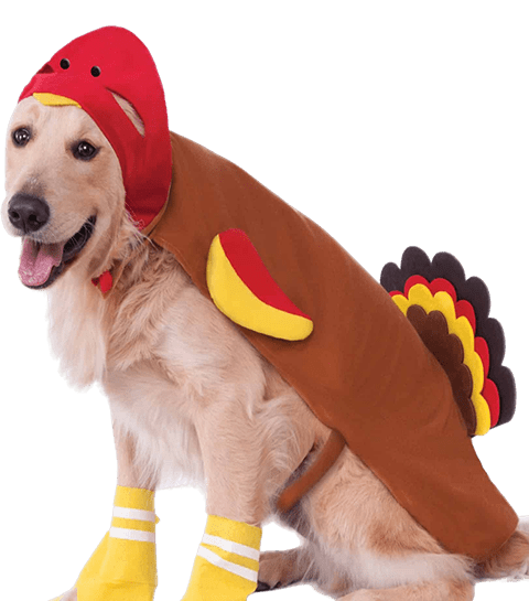 https://petcostumecenter.com/wp-content/uploads/2021/11/turkey.pet_.costume.png
