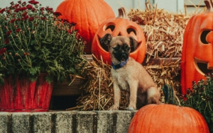 Dog with Halloween Pumpkins
